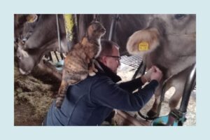 Tierarzt Talic-Untersuchung