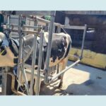 Tierarzt-Ostallgaeu-Galerie (4)