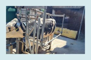 Kuh in einer Behandlungsbucht fixiert