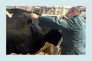 Tierarzt Talic Untersuchung Kuh