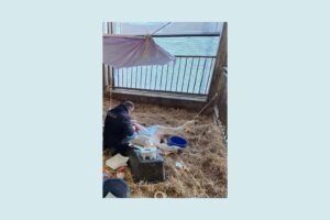 Chirurgischer Eingriff: Rind in OP-Position