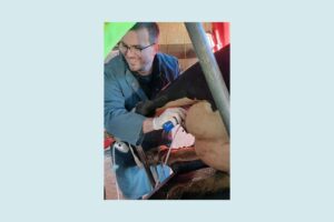 Tierarzt Talic bei Zitzen-Endoskopie